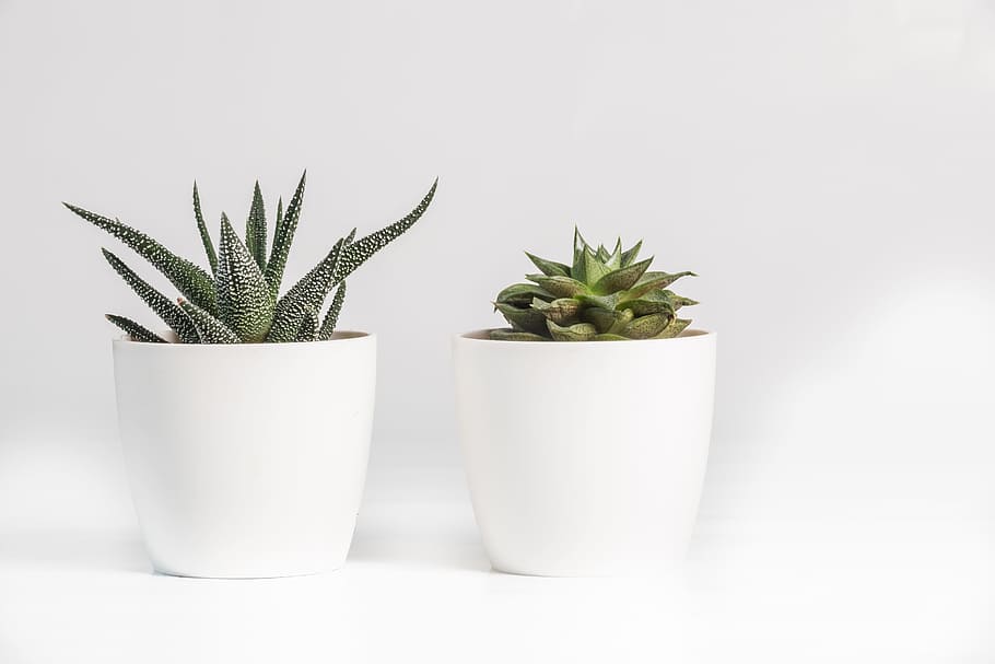 Aloe Vera and Succulent Plant in White Ceramic Pot, botanical