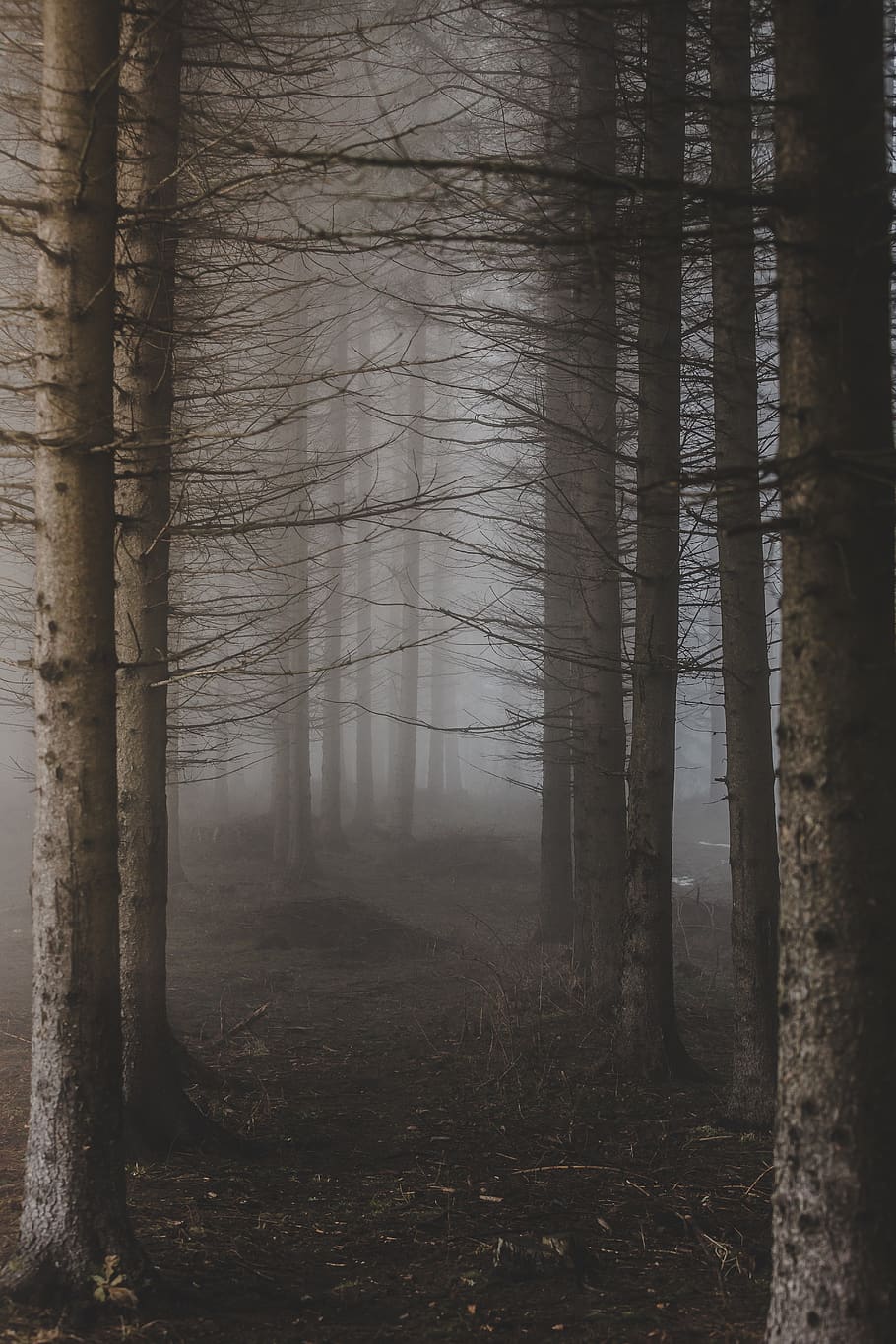 trees surrounded with fogs, forest, tree trunk, plant, land, woodland HD wallpaper