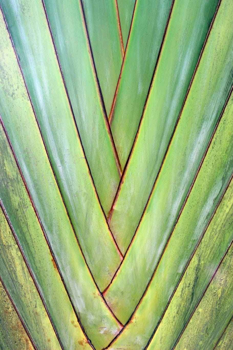 Green Tropical Palm Tree Diagonal Pattern Background, texture HD wallpaper