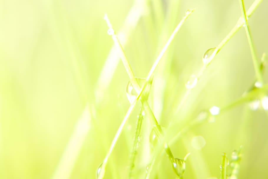 background, grass, wet, green, close, up, rain, spring, eco HD wallpaper