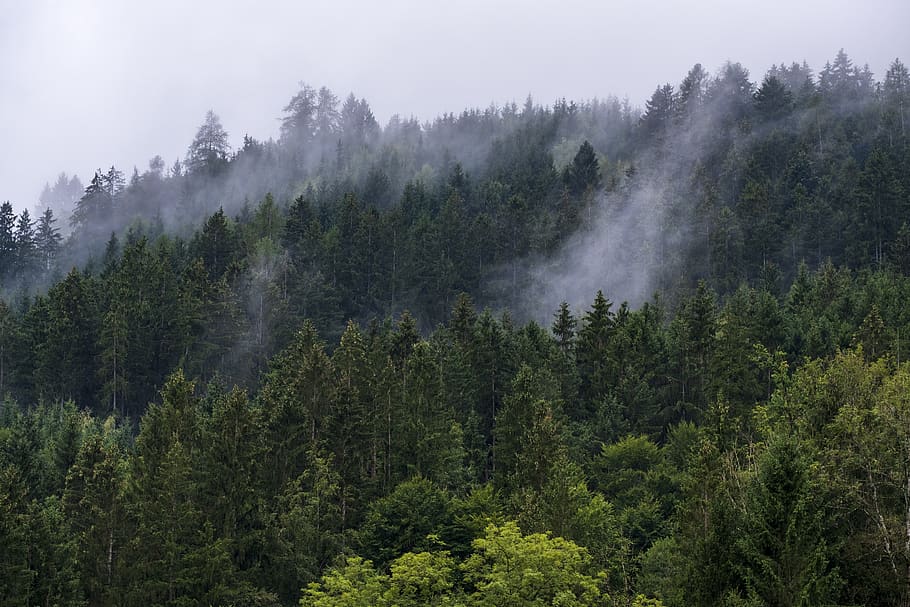 forest, trees, fog, haze, evaporation, mountains, landscape HD wallpaper