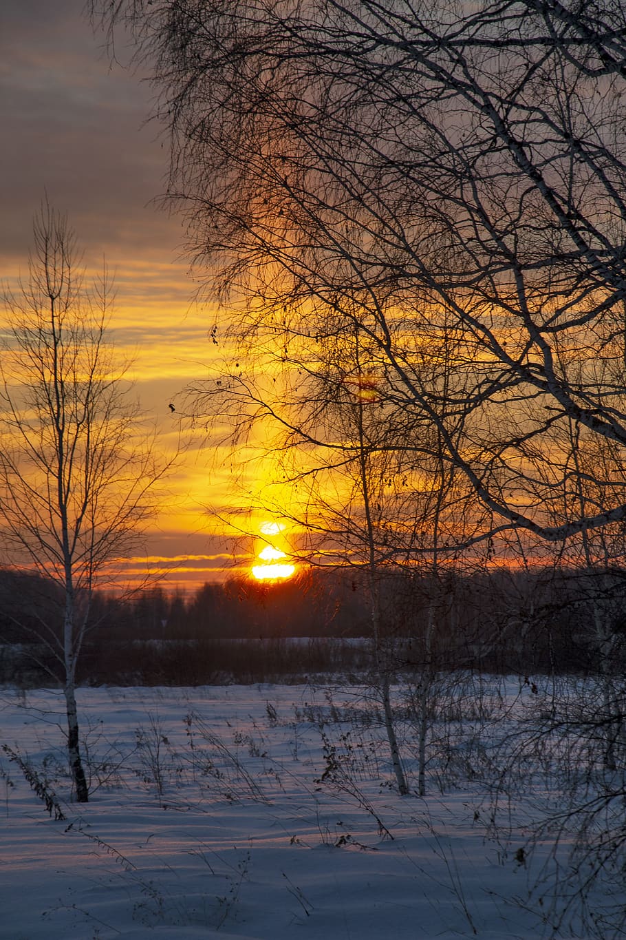 sunset, winter, trees, forest, snow, evening, twilight, nature HD wallpaper
