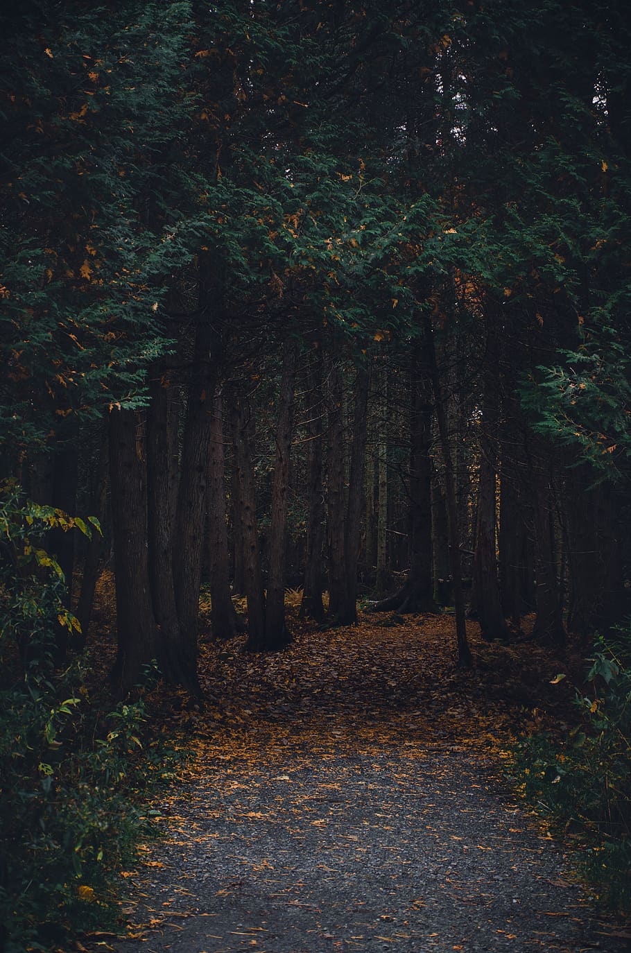 green trees, forest, plant, land, tranquility, trunk, beauty in nature HD wallpaper