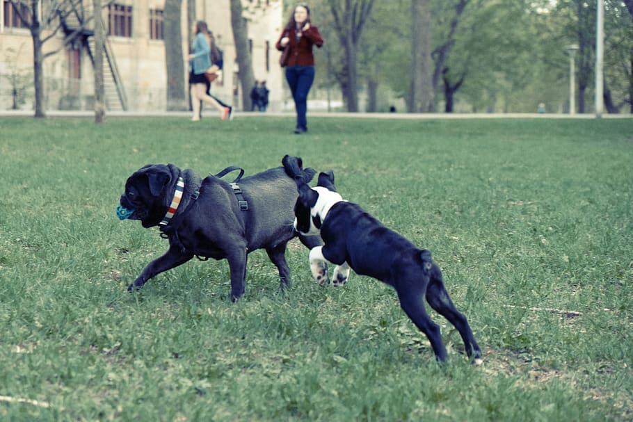 dogs, playing, park, grass, fetch, ball, pug, mammal, domestic HD wallpaper