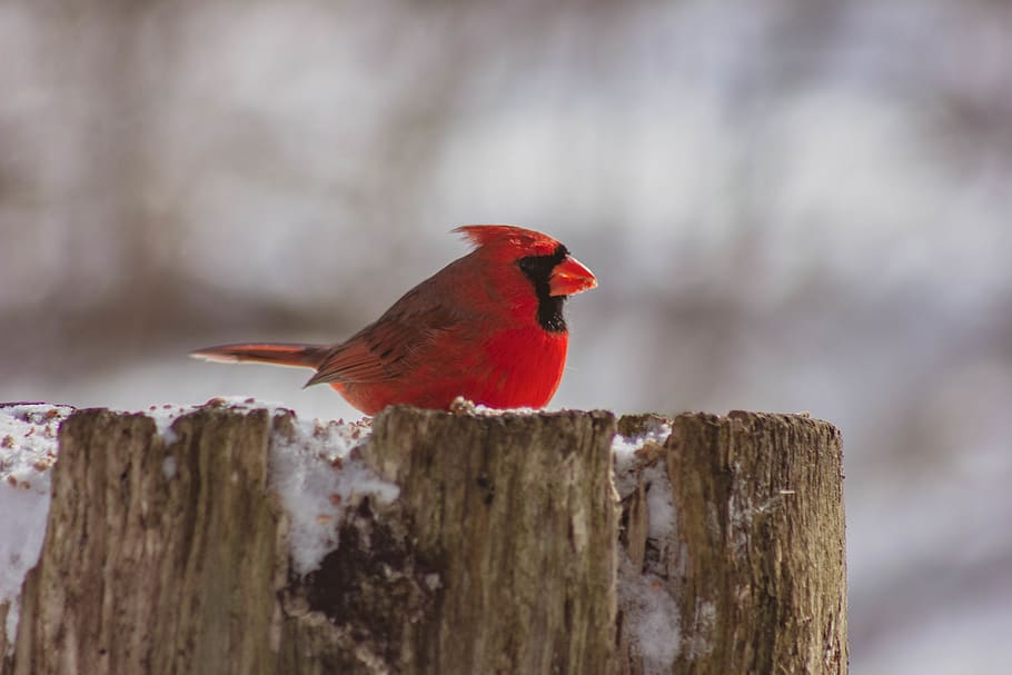 red cardinal bird on tree stump, animal themes, animal wildlife HD wallpaper