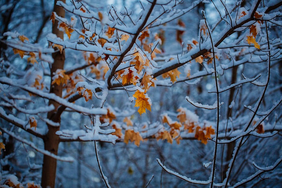 snow covered bare trees, nature, ice, outdoors, plant, frost HD wallpaper