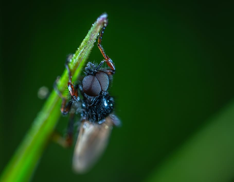 Close-up Photography Of Black Insect, bug, fly, little, macro HD wallpaper