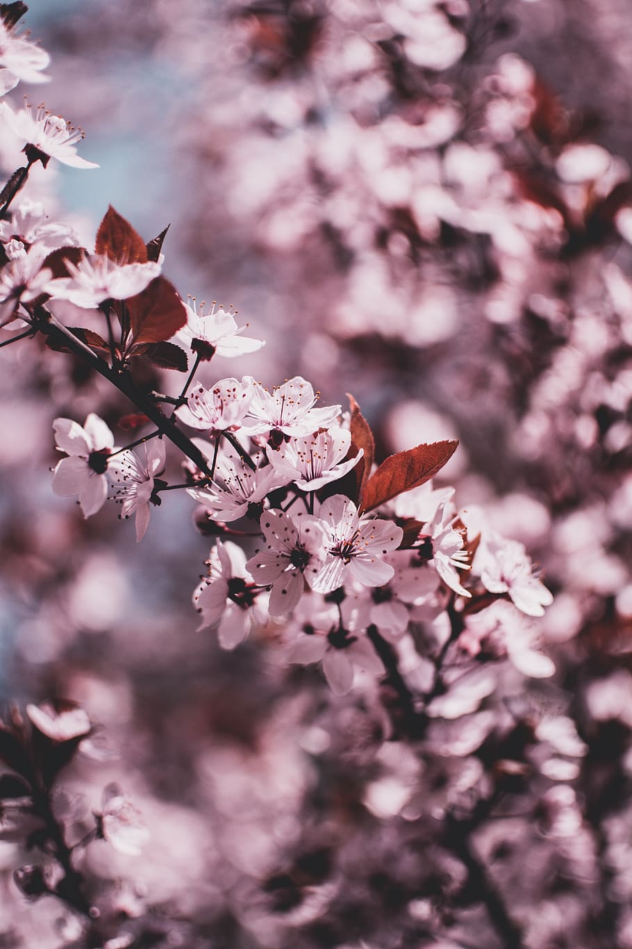 pink flowers, plant, blossom, cherry blossom, petal, spring, geranium HD wallpaper