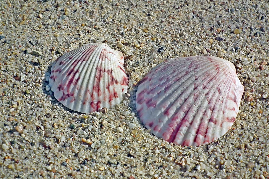 shells, sand, nature, the coast, summer, holiday, sea, crustaceans HD wallpaper