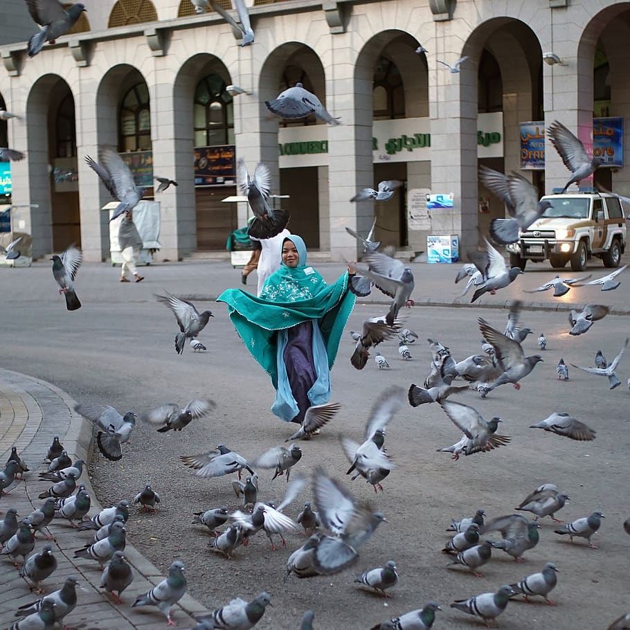 bird, animal, medina, pigeon, al masjid al nabawi, saudi arabia