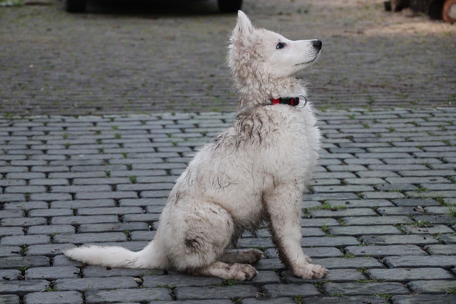 is cheese bad for a white shepherd