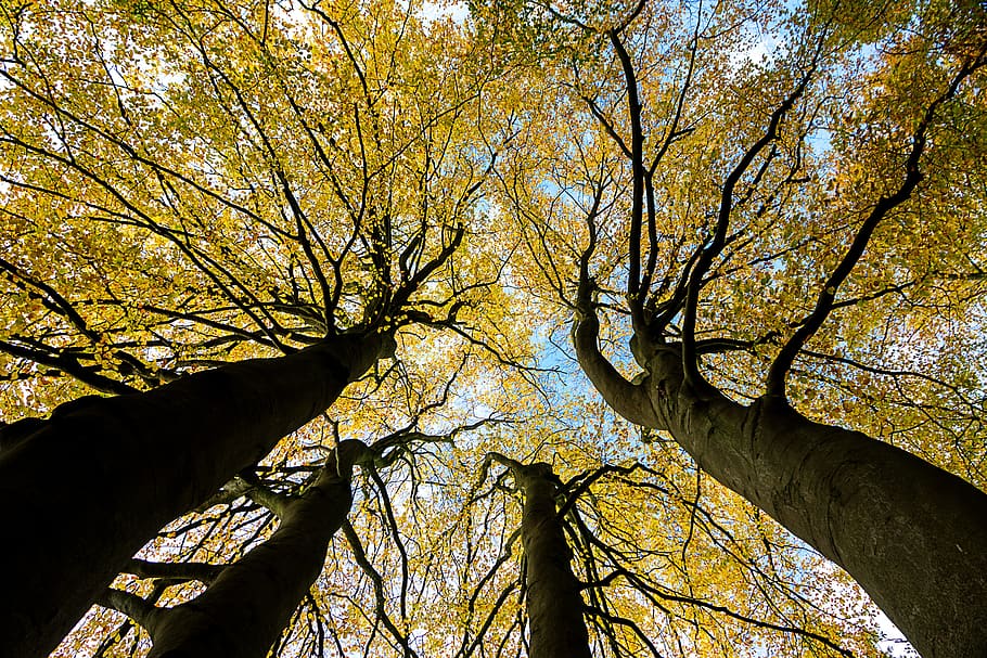 book, sky, tree, leaves, clouds, nature, plant, autumn, low angle view HD wallpaper