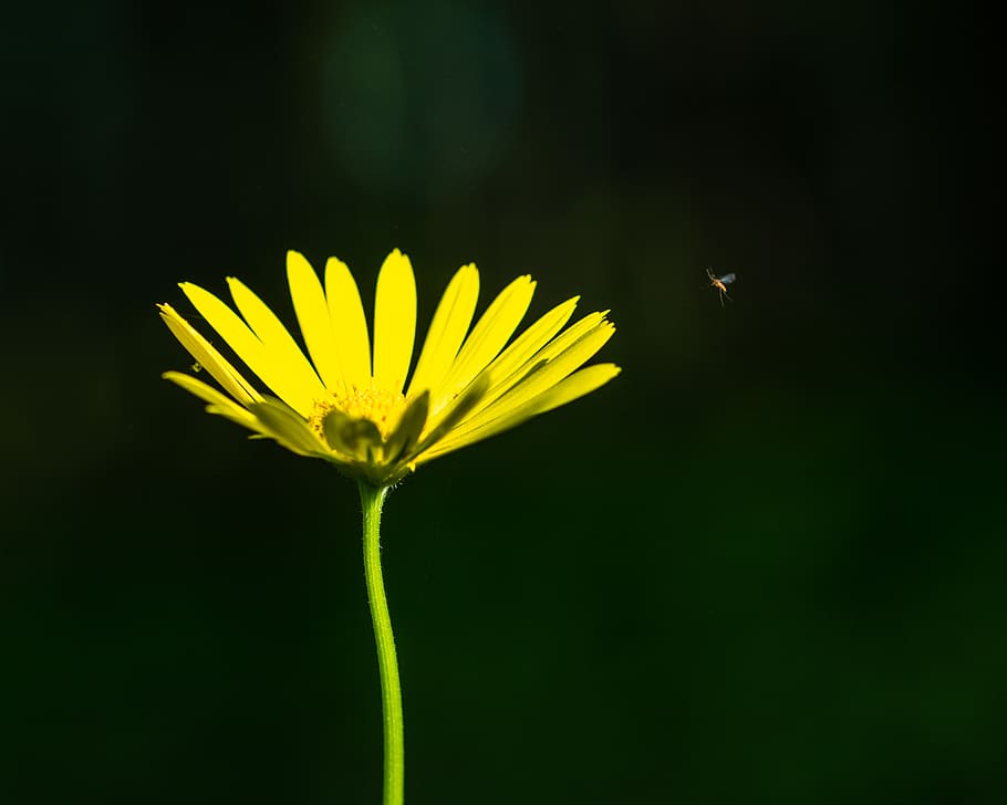 flower, nature, bug, macro, yellow, spring, outdoor, vulnerability HD wallpaper