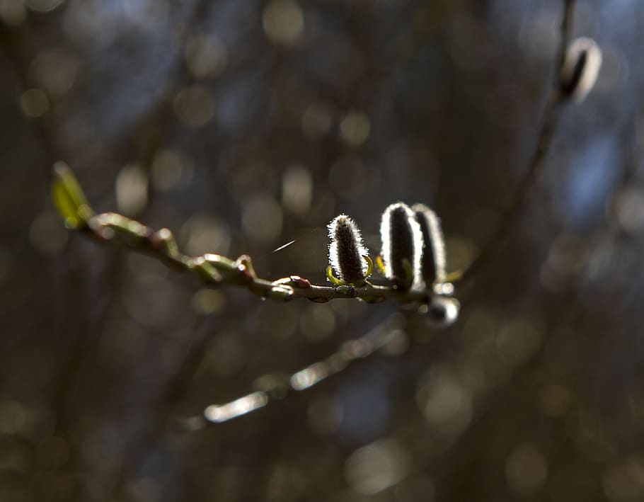 germany, berlin, sun, light, contrast, new, growth, spring HD wallpaper