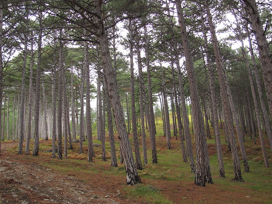 wood, tree, forest, trees, nature, landscape, green, growing HD wallpaper