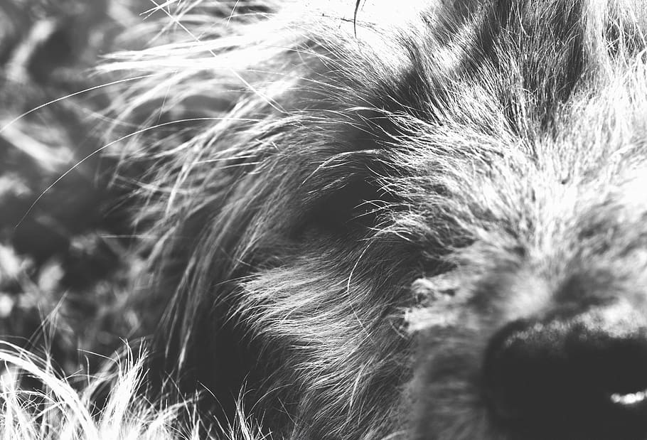 black and white, dog, one animal, animal themes, mammal, animal body part HD wallpaper