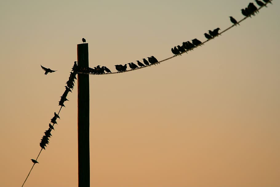 Flock of Birds Perched on Post Cable, backlit, cable wire, connection HD wallpaper