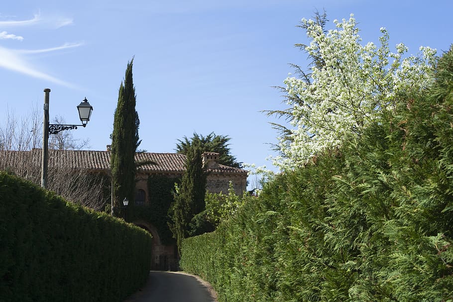 path, walk, shrubs, trail, summer, green, plant, tree, sky, HD wallpaper