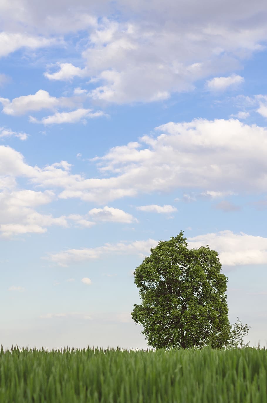 tree, cloud - sky, plant, field, growth, land, beauty in nature HD wallpaper