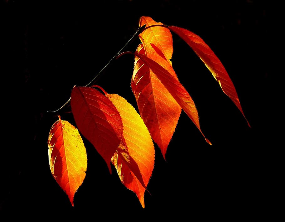 Yellow and Brown Leaved, backlight, fall leaves, gold, nature HD wallpaper