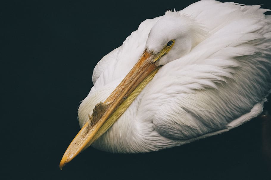 white long-beak bird, animal, pelican, stork, waterfowl, heron HD wallpaper
