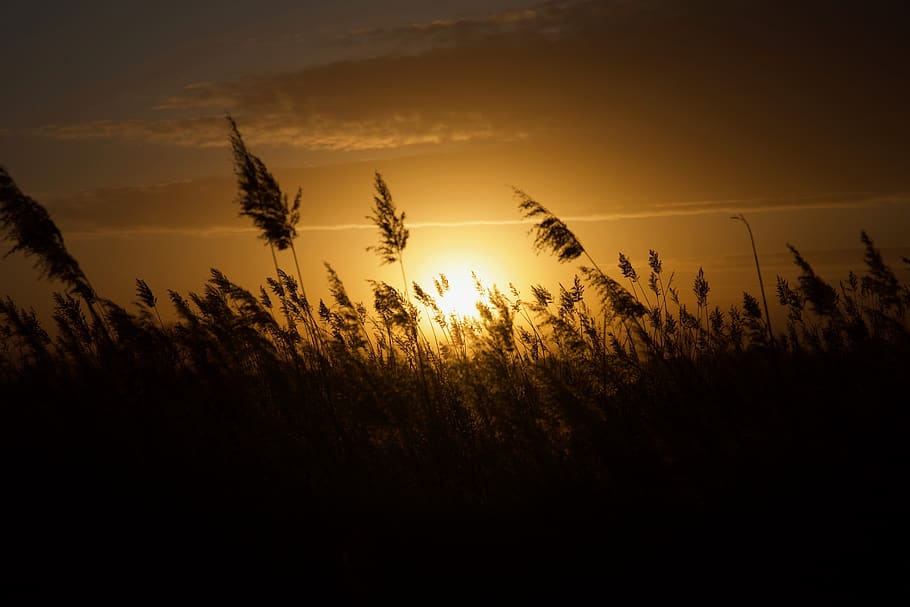 张家口, sky, beauty in nature, sunset, plant, growth, tranquility HD wallpaper