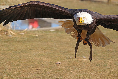 adler, bird, predator, wing, close up, feather, raptor, bald eagle HD wallpaper