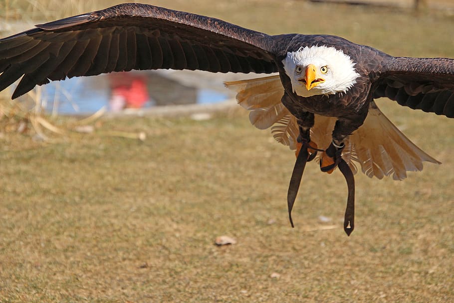 adler, bird, predator, wing, close up, feather, raptor, bald eagle HD wallpaper