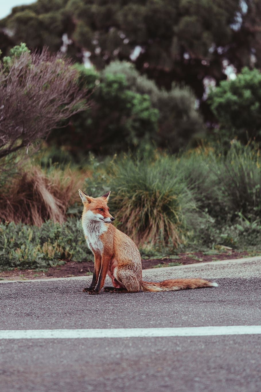 red fox on concrete road, mammal, animal, animal themes, one animal HD wallpaper