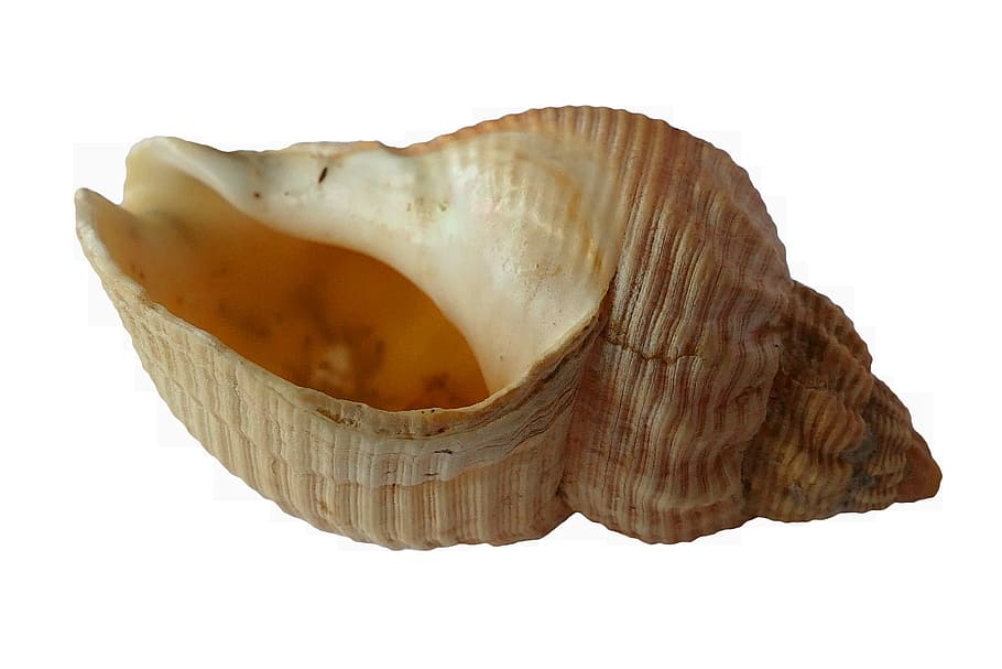 Beige Conch Shell, blur, close-up, empty, focus, white background HD wallpaper