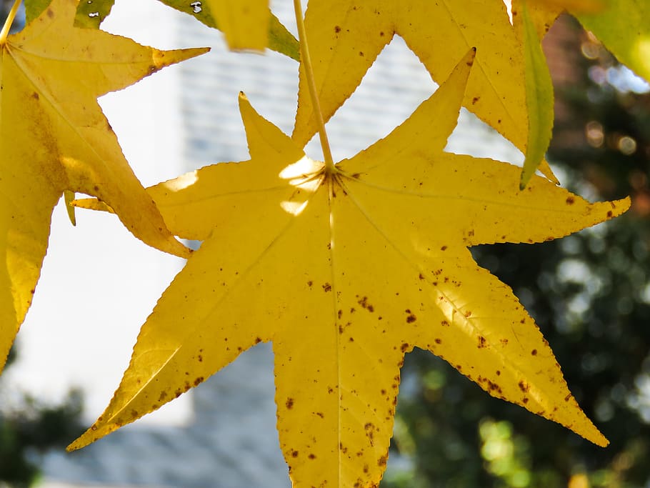 Maple Leaves, Macro, Nature, blur, fall leaves, focus, yellow HD wallpaper