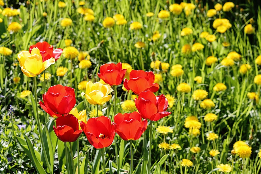 spring meadow, tulips, dandelion, bloom, springtime flowers HD wallpaper