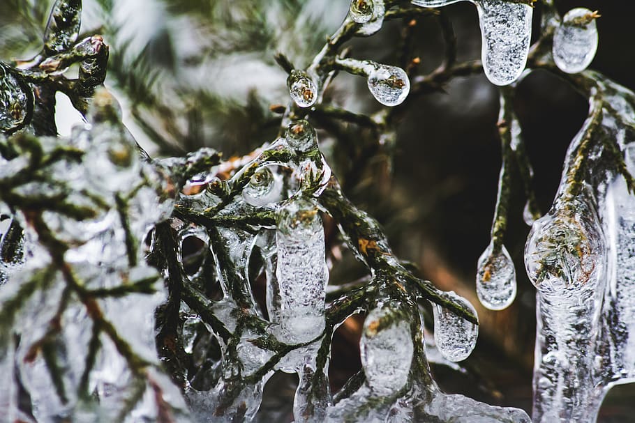 green tree with water drops, icicle, nature, macro photography HD wallpaper