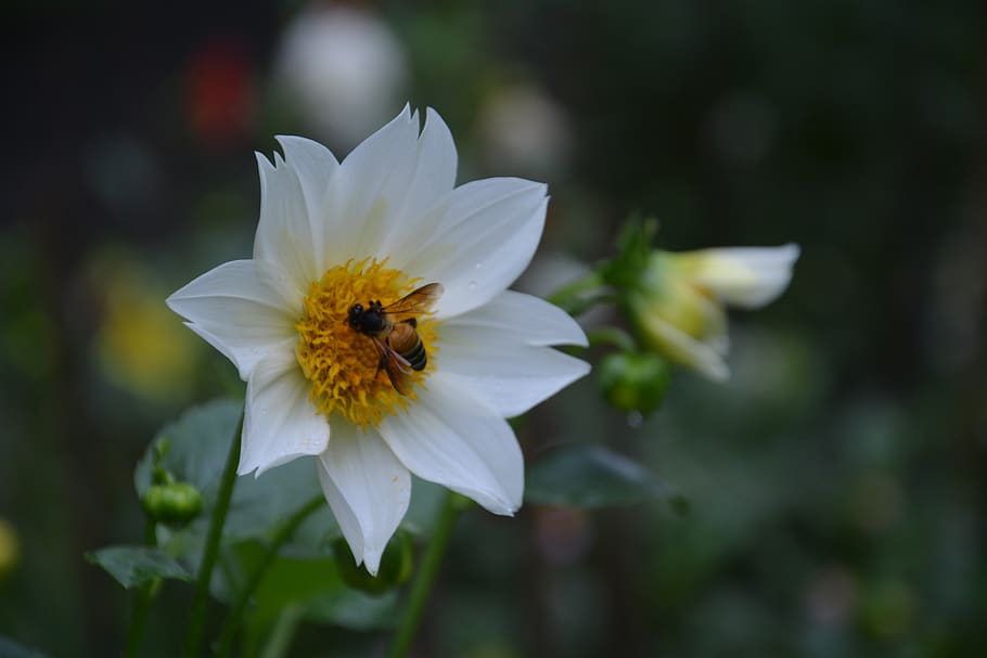 flower, bee, pollen, insect, petals, plants, pollination, flowering plant HD wallpaper