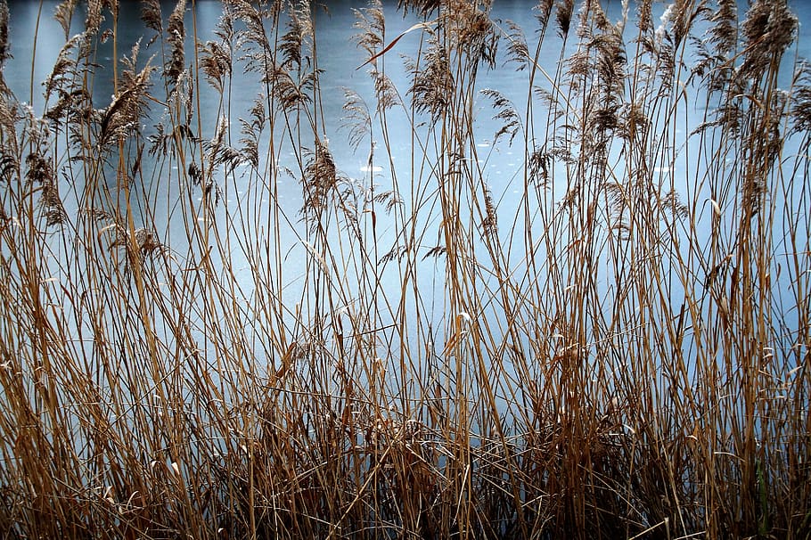 reeds, dry, water, frozen, area, ice, background, winter, january, HD wallpaper