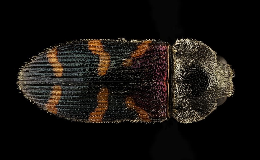 beetle, macro, mounted, wildlife, nature, insect, usgs, close up HD wallpaper