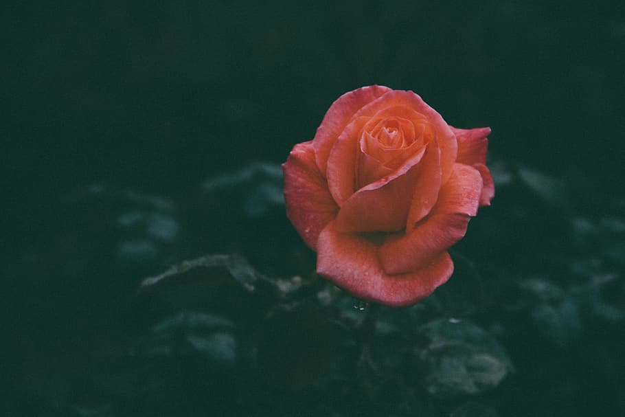 red rose, flower, flowering plant, beauty in nature, freshness HD wallpaper