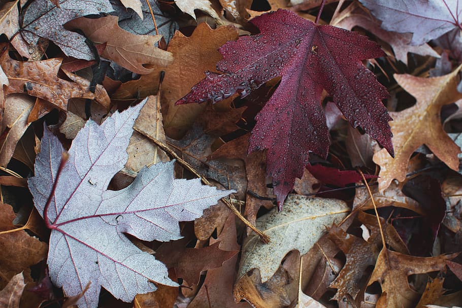 dries leaves, leaf, plant, tree, maple, maple leaf, nature, ground HD wallpaper