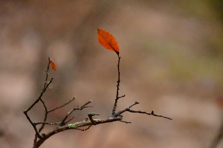 leaf, plant, animal, bee eater, bird, flying, jay, blue jay HD wallpaper