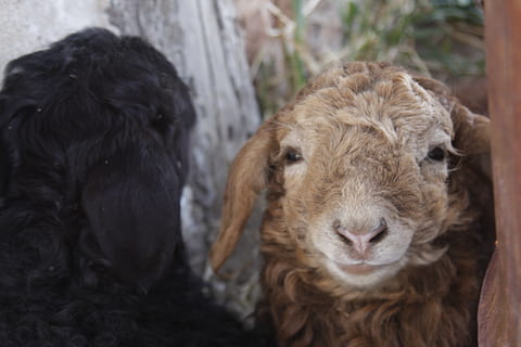 mongolia, ulaanbaatar, mammal, animal themes, domestic animals HD wallpaper