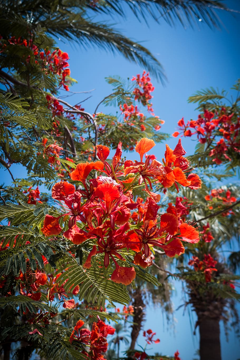 Shallow Focus Photography of Red Flowers With Leaves, blooming HD wallpaper
