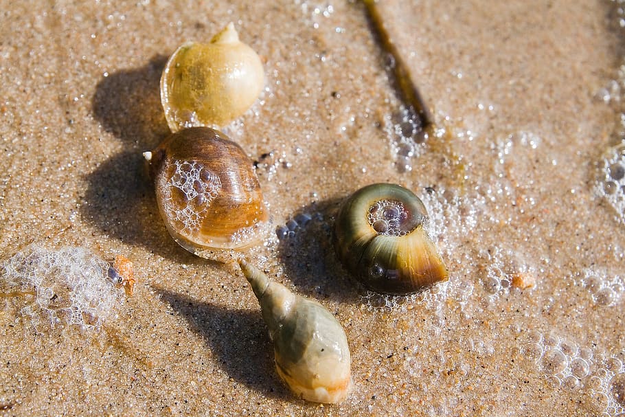 seashells, beach, sand, sink, snail, river, macro, vacation HD wallpaper