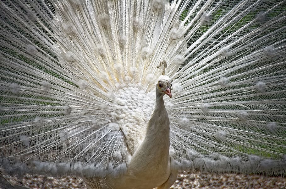 peacock, white peacock, plumage, bird, male, animal, animal themes HD wallpaper