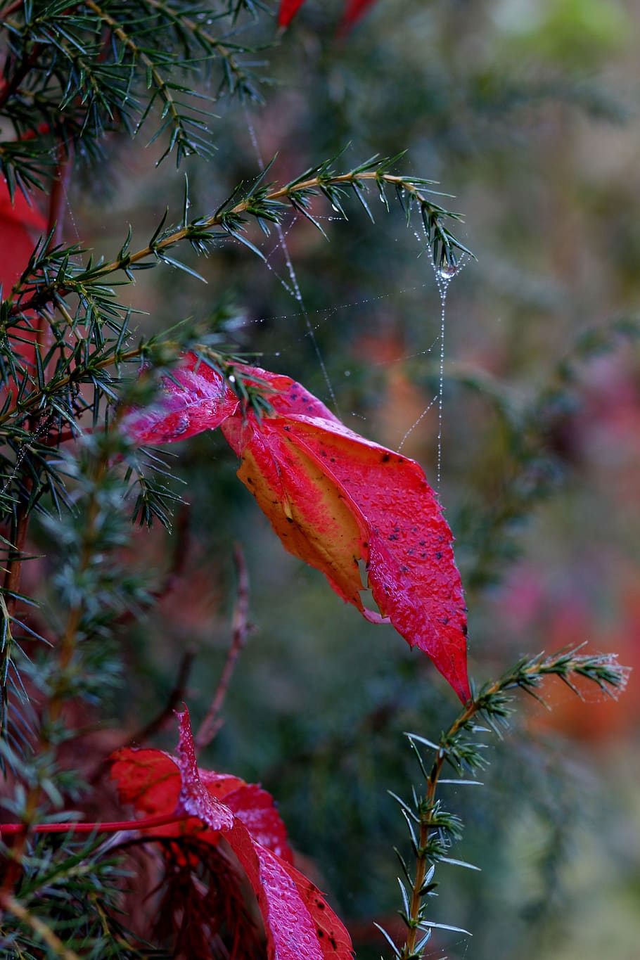 leaf, red, autumn, plant, nature, botanical, beauty, plant part HD wallpaper