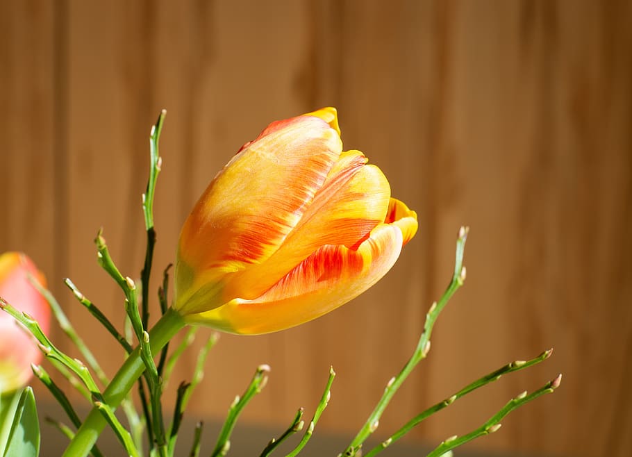 tulip, flower, orange, spring, spring flower, blossom, bloom HD wallpaper