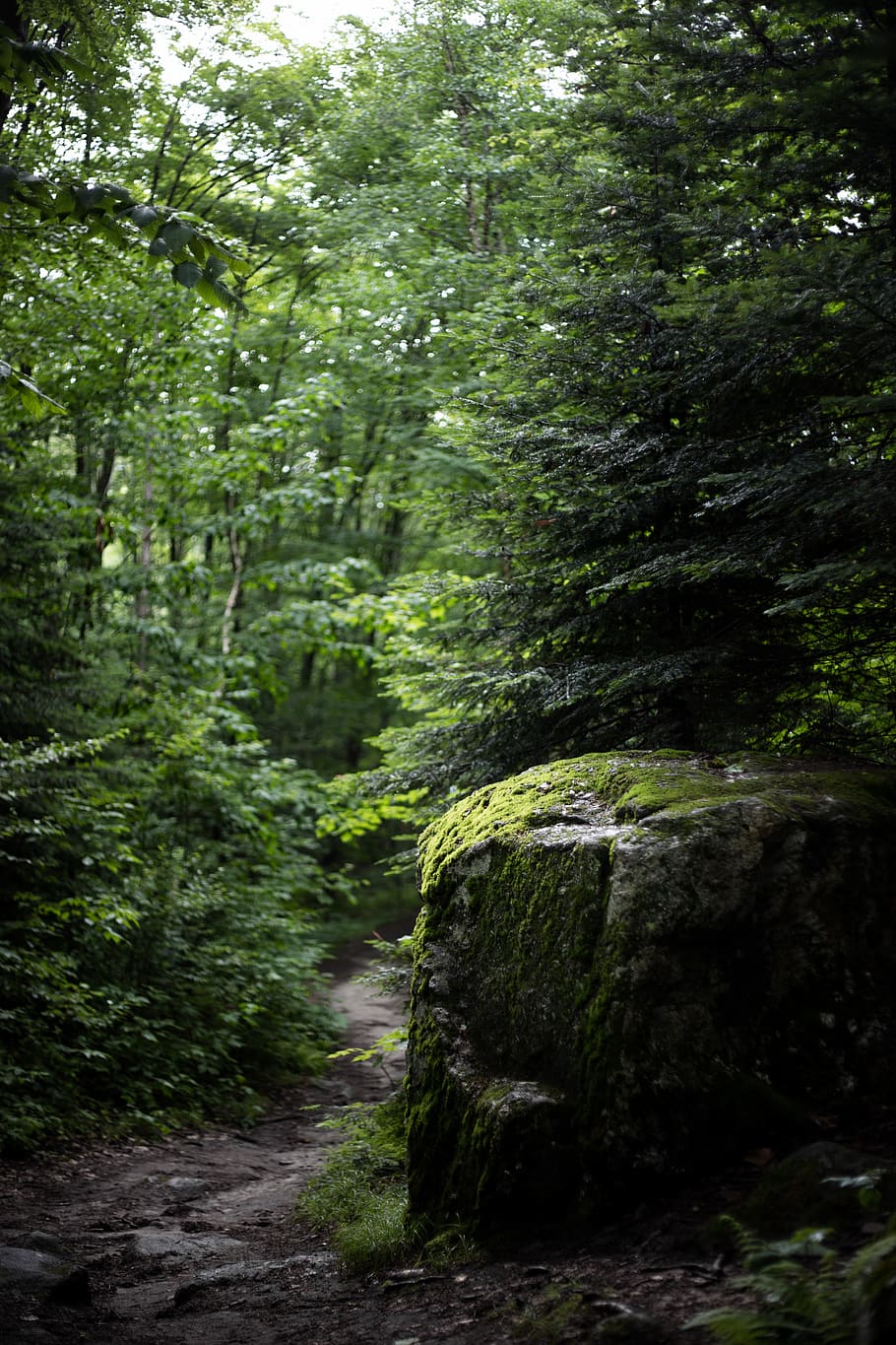 green trees in forest, plant, green color, land, beauty in nature HD wallpaper