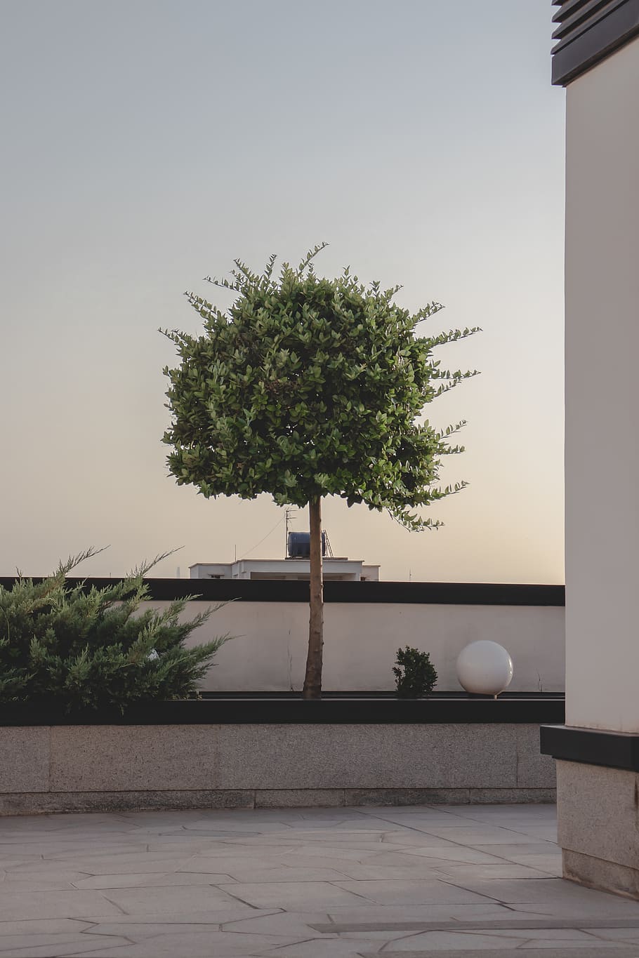 leafed tree, plant, sky, no people, nature, architecture, built structure HD wallpaper