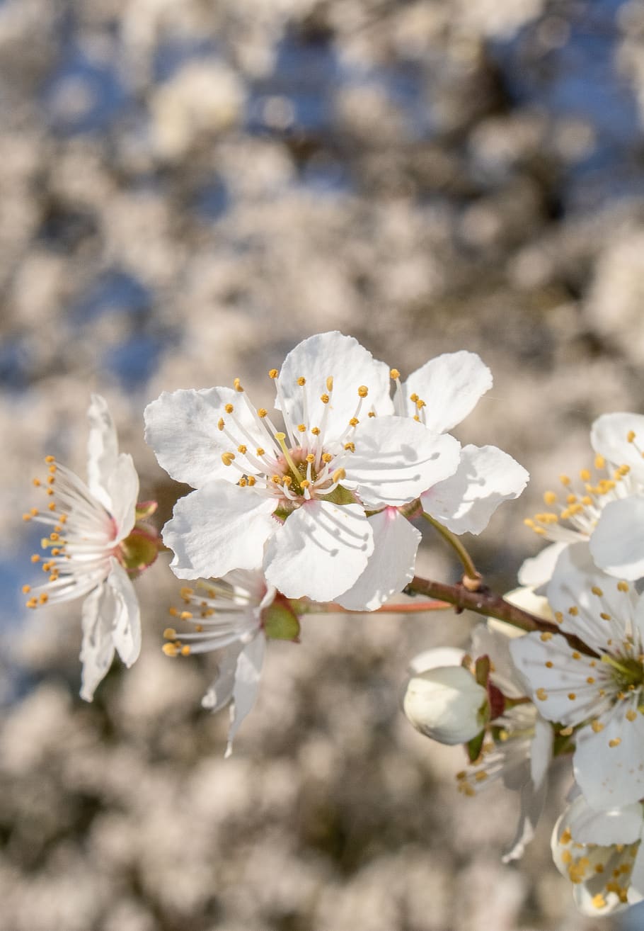 blossom, bloom, mirabelle, spring, nature, white, tree, lenz HD wallpaper