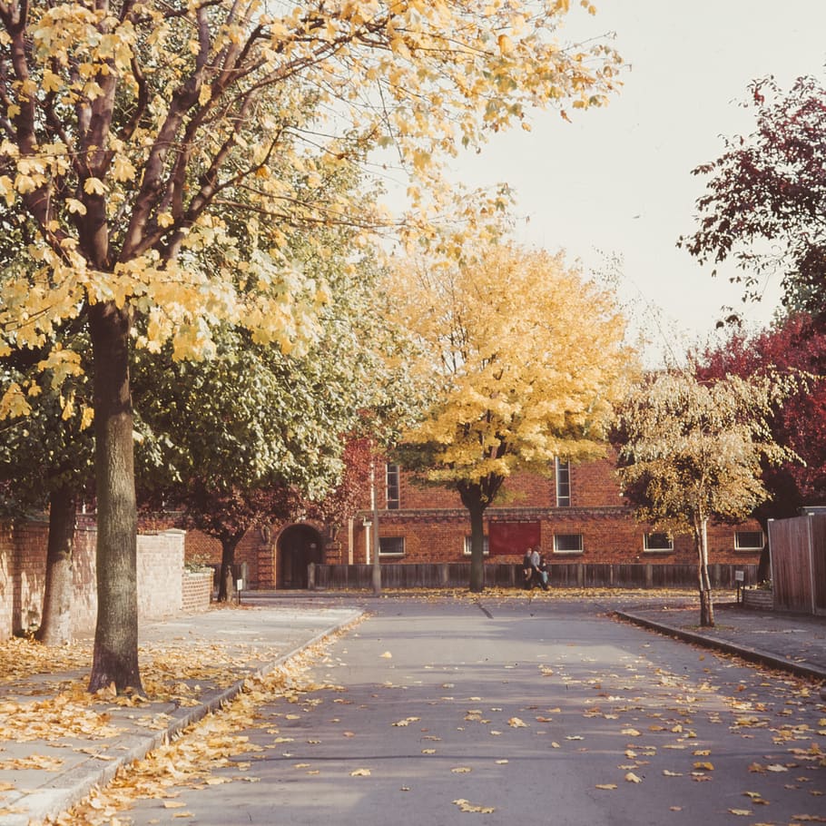 plant, tree, human, person, tree trunk, campus, tarmac, asphalt HD wallpaper