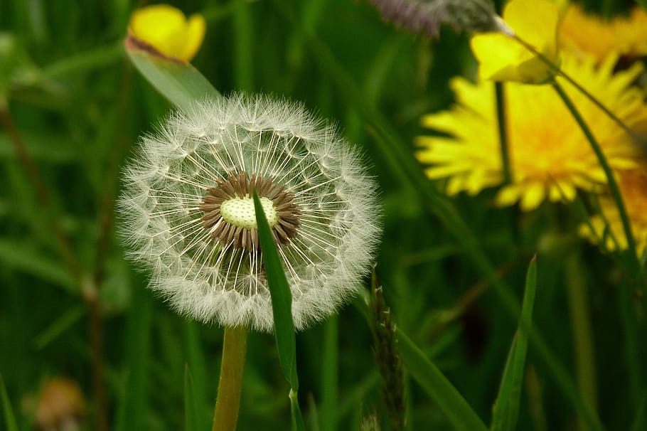 seed, head, dandelion, nature, fluffy, weed, freshness, plant HD wallpaper